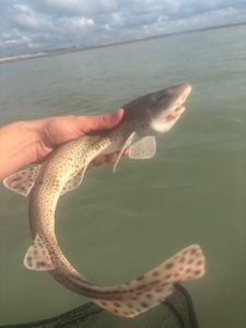 Lesser Spotted Dogfish (Small Spotted Catshark)