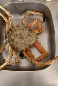 European Spider Crab