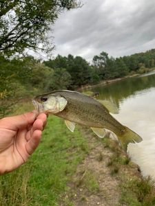 Largemouth Bass