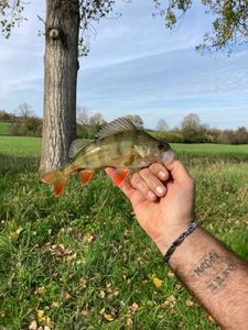 European Perch