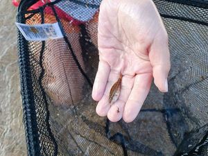 Coral Hind