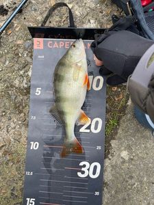 European Perch
