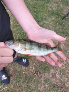 European Perch