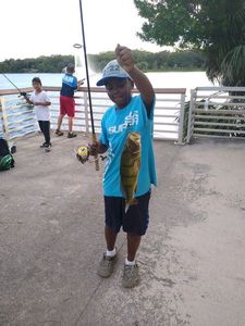 Peacock bass (Speckled Pavon)