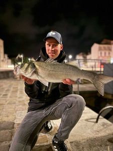 European Bass (Seabass)
