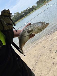 Largemouth Bass