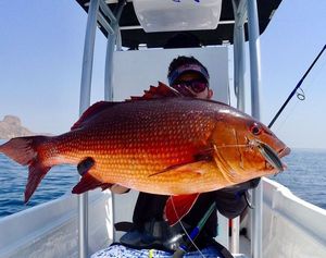 Two-spot Red Snapper