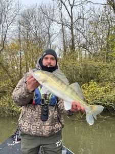 Zander