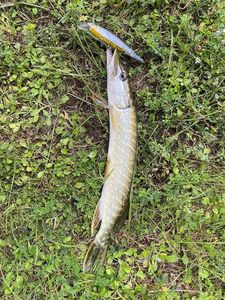 Northern Pike