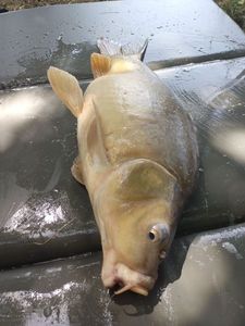 Common Carp