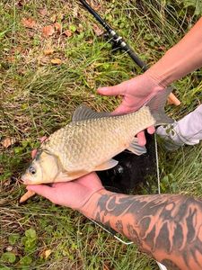 Crucian Carp