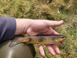 Brown Trout