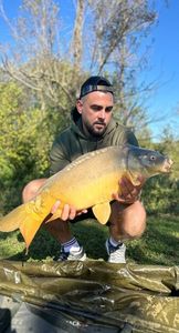 Common Carp