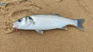 European Bass (Seabass)