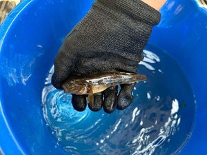 Black Goby