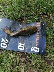 Black Bullhead