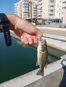 Largemouth Bass