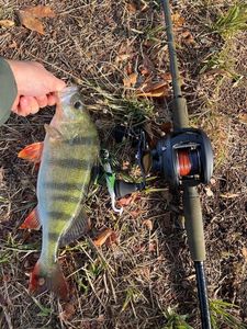 European Perch