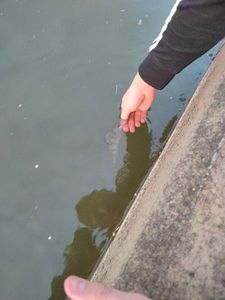 European Perch