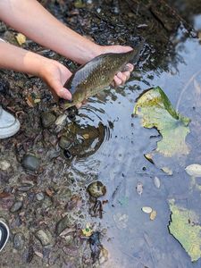 Crucian Carp