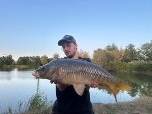 Common Carp