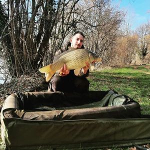 Common Carp