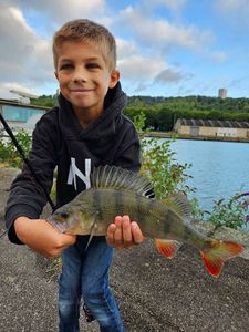 European Perch