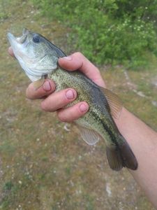 Largemouth Bass