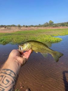 Largemouth Bass