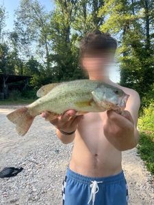 Largemouth Bass