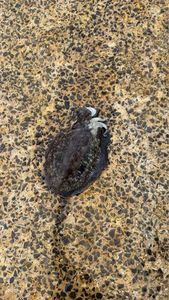 Common Cuttlefish