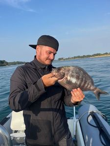Black Seabream