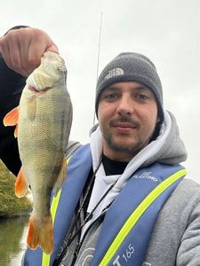European Perch