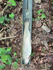 Rainbow Trout