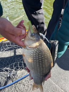 Crucian Carp