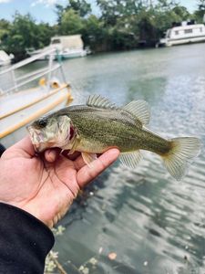 Largemouth Bass