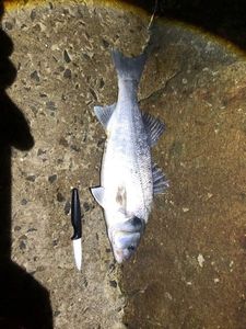 European Bass (Seabass)