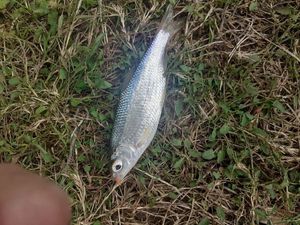 Common Bream