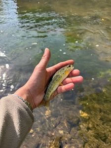 Brown Trout