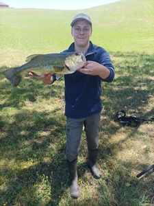 Largemouth Bass