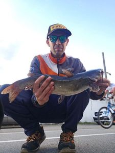 Channel Catfish