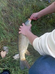 Common Carp