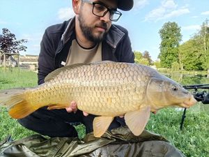 Common Carp