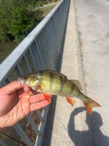 European Perch
