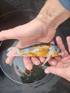 Koï Fish