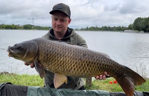 Common Carp