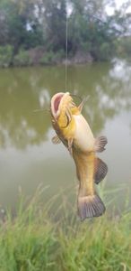 Black Bullhead