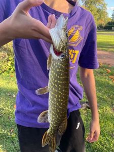 Northern Pike