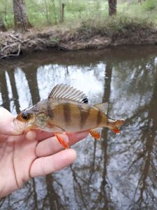 European Perch