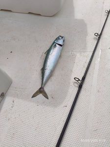 Mackerel